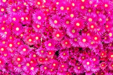 Lampranthus çiçekler arka plan