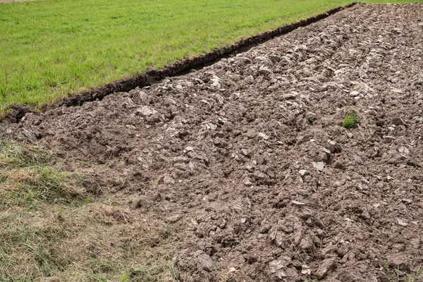 Campo fluido y hierba verde a principios del verano — Foto de Stock