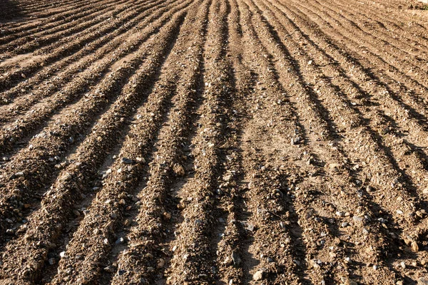 Campo arado no início do verão — Fotografia de Stock