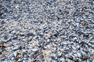 Mussel kabuk arka plan. Sahilde boş midye kabuğu