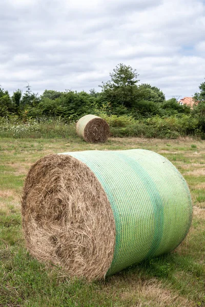 Körbála gyomnövény — Stock Fotó