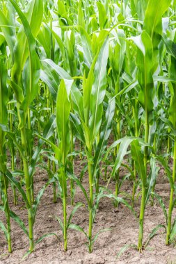 büyüyen mısır alan