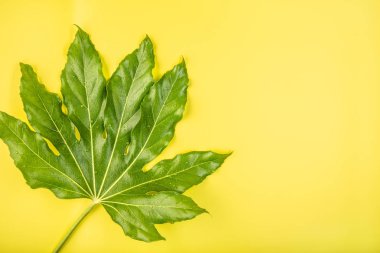 Sarı arka plan üzerinde yağmur damlaları ile yeşil tropikal yaprak