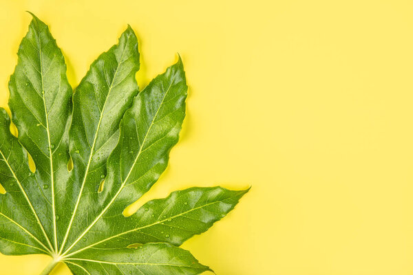 Зеленый тропический лист с капельками дождя на желтом фоне
