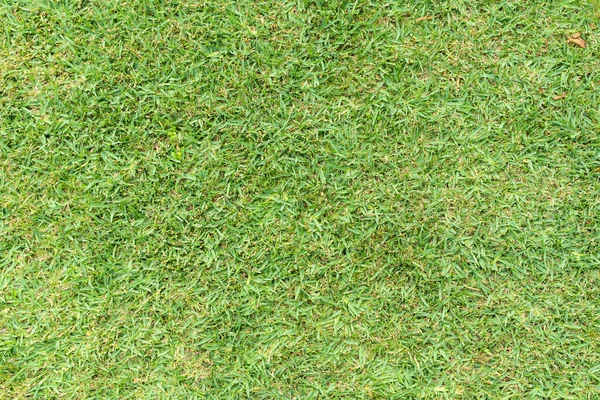 Çim arka plan. Aziz Augustine otu