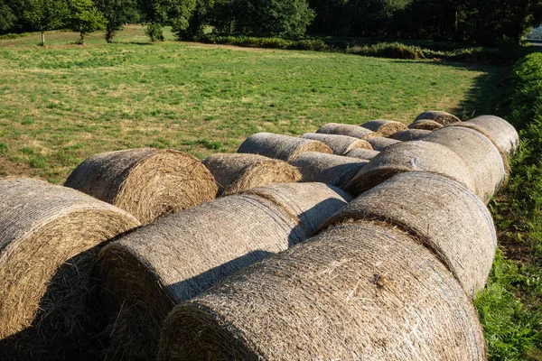 Groupe de balles de foin rond de mauvaises herbes sur une prairie — Photo