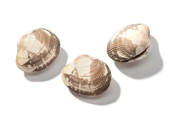 Свежие моллюски изолированы на белом фоне — стоковое фото