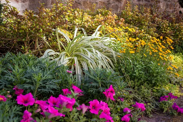 Fondo de jardinería. Hermosas plantas y flores en verano — Foto de Stock