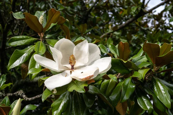 Λευκό άνθος μανόλια στο δέντρο μανόλια — Φωτογραφία Αρχείου