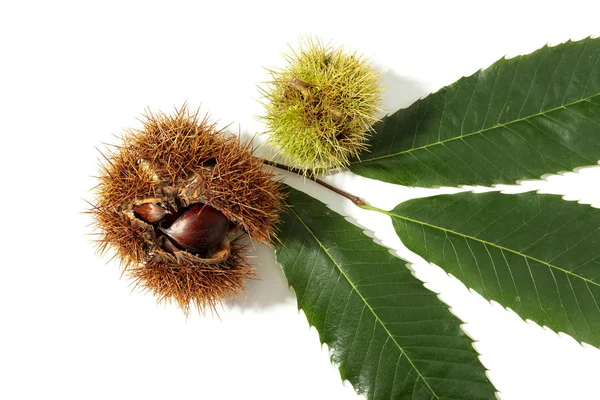 Castanha doce e casca isolada sobre fundo branco — Fotografia de Stock