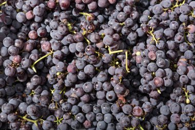 Taze kırmızı üzüm arka plan