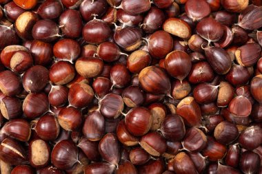 Tatlı Kestane arka plan. Üstte görüntü.