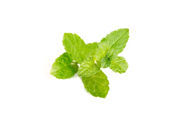 Menthe fraîche isolée sur fond blanc — Photo