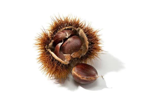 Open husk and chestnut inside isolated on white background. Castanea sativa — ストック写真