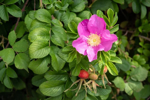 Rosa rugosa flower. Pink rose on outdoor — Stock Photo, Image