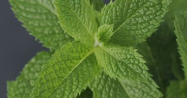 Naneli taze yapraklar dönüyor. Naneli, Mentha spicata. Üst Görünüm Kapat