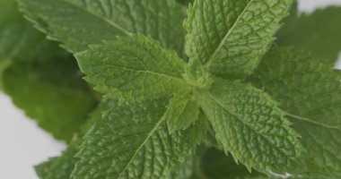Naneli taze yapraklar dönüyor. Naneli, Mentha spicata. Üst Görünüm Kapat