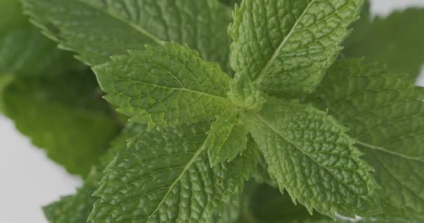 Feuilles Menthe Fraîche Tournantes Menthe Verte Mentha Spicata Vue Dessus — Video