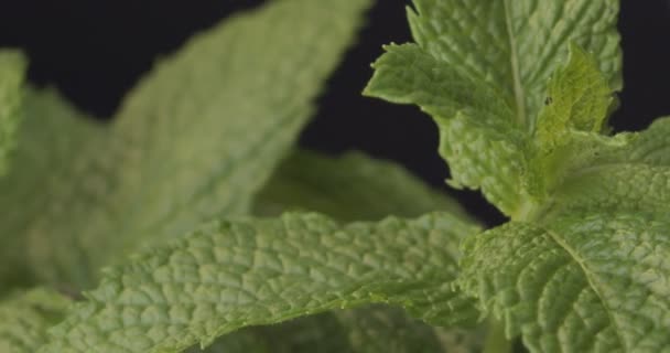 Naneli Taze Yapraklar Dönüyor Naneli Mentha Spicata Makro Çekim — Stok video