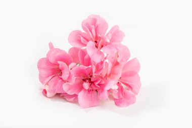 Beyaz arkaplanda izole edilmiş pembe sardunya çiçeği