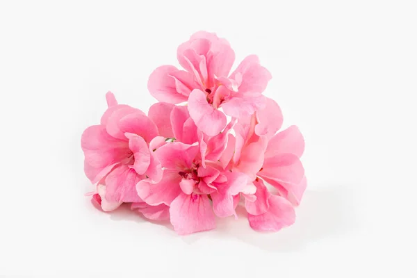 Ροζ Λουλούδι Γεράνι Απομονωμένο Λευκό Φόντο — Φωτογραφία Αρχείου