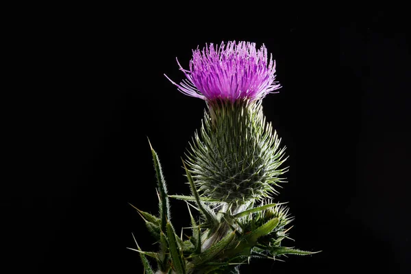 Bull Thistle Flower isolated on black background. Cirsium vulgare