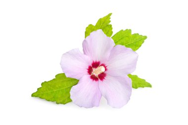 Beyaz arka planda izole edilmiş pembe ya da mor Sharon Gülü. Hibiscus syriacus L.