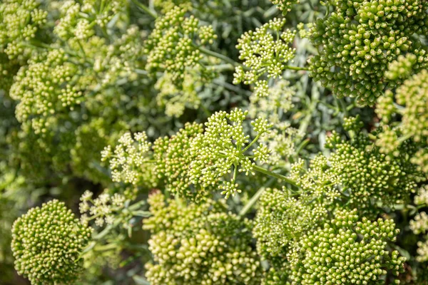 Havsfänkål Eller Rock Samphire Närbild Crithmum Maritimum Apiaceae — Stockfoto