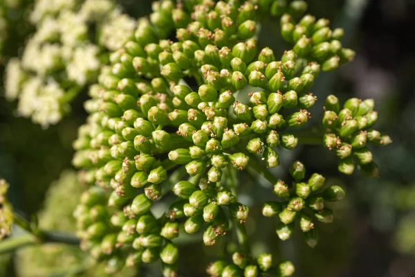 Fenouil Mer Rock Samphire Fermer Crithmum Maritimum Apiaceae Gros Plan — Photo