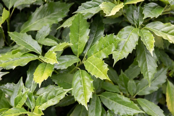 Πράσινο Φύλλα Μοτίβο Φόντο Φυσικό Φόντο Και Ταπετσαρία — Φωτογραφία Αρχείου