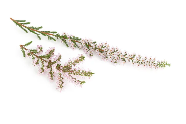 Blommande Gemensam Ljung Isolerad Vit Bakgrund Calluna Vulgaris — Stockfoto