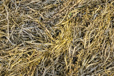 Açık havada sidik torbası yosunları var. Fucus vesiculosus
