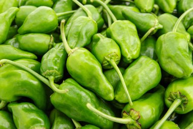 Taze Padron biber arkaplanı. Capsicum yıllık