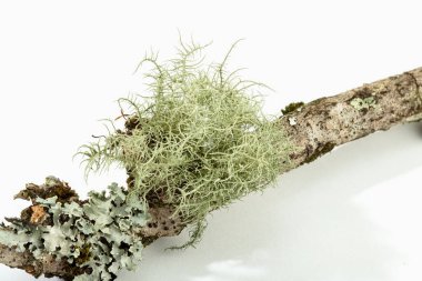 Lichen beyaz arka planda izole edilmiş ağaç dalında. Evernia prunastrisi aynı zamanda meşe yosunu olarak da bilinir.