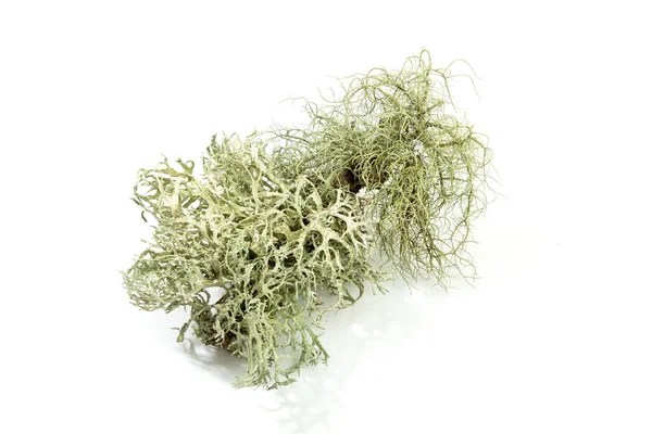 Beyaz arka planda dallı liken izole edilmiş. Evernia prunastrisi aynı zamanda meşe yosunu olarak da bilinir.