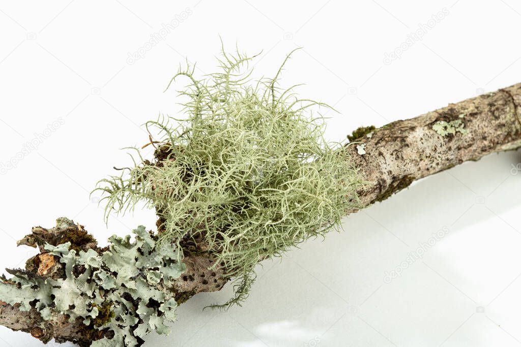 Lichen on tree branch isolated on white background. Evernia prunastri also known as oakmoss