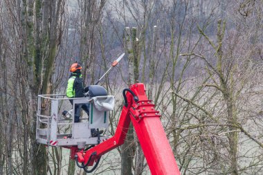 Elektrikli testere ile bir vinçte ağaç dalları budamak. Sonbaharda.