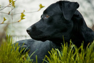 çimenlerin üzerinde siyah labrador geri almak. büyük siyah köpek labrador geri almak yetişkin safkan Laboratuarı'nda bahar yaz yeşil park çim, kokusunu aldı
