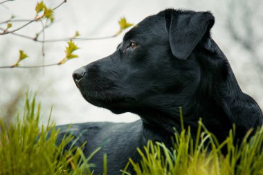 çimenlerin üzerinde siyah labrador geri almak. büyük siyah köpek labrador geri almak yetişkin safkan Laboratuarı'nda bahar yaz yeşil park çim, kokusunu aldı