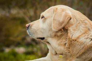 Yaz aylarında açık yeşil çimenlerin üzerinde güzel uyuyan golden Labrador retriever