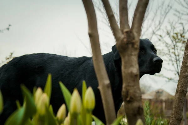 在草地上的黑色拉布拉多猎犬 大黑狗拉布拉多猎犬成人纯种实验室在春天夏天绿色公园草地上 采取的香味 — 图库照片