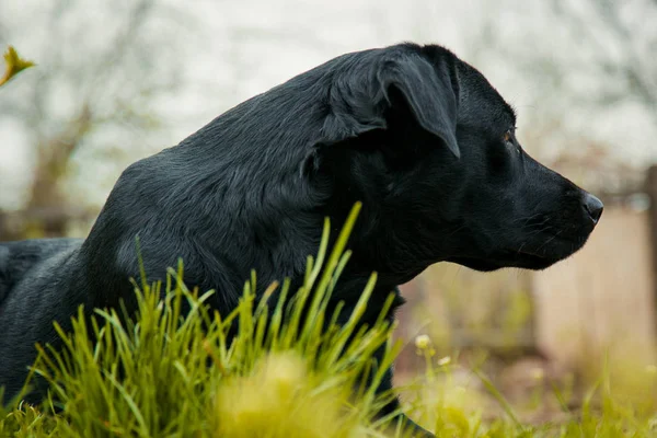 black labrador retriever on grass. big black dog labrador retriever adult purebred lab in spring summer green park on the grass, took the scent