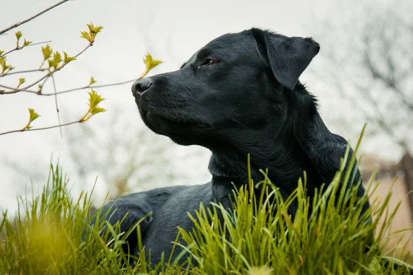 black labrador retriever on grass. big black dog labrador retriever adult purebred lab in spring summer green park on the grass, took the scent