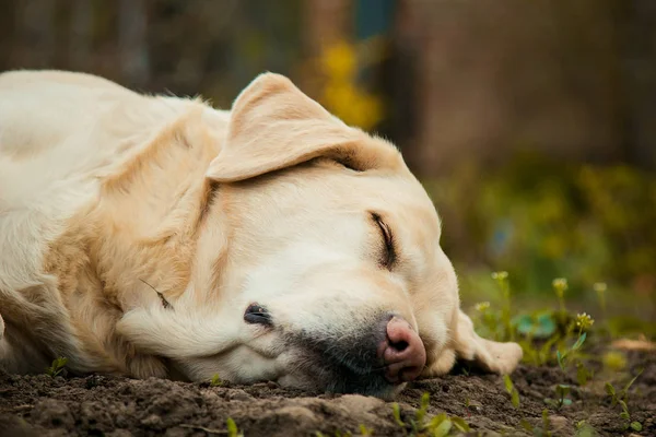 夏の屋外の緑の草の美しい睡眠のラブラドール ゴールデンレトリバー — ストック写真