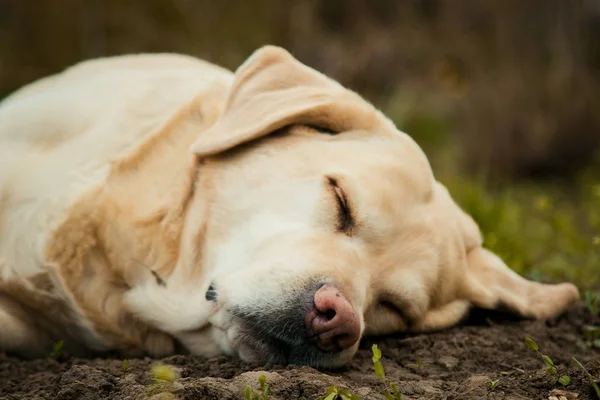 夏の屋外の緑の草の美しい睡眠のラブラドール ゴールデンレトリバー — ストック写真