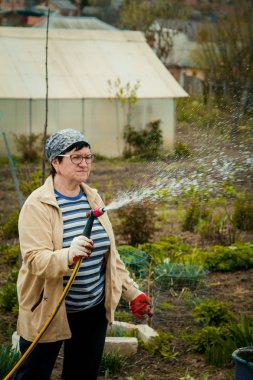 Bahçe ve insanlar kavramı - Çim bahçe hortumu tarafından püskürtücü ile sonbahar sulama mutlu kadın kıdemli