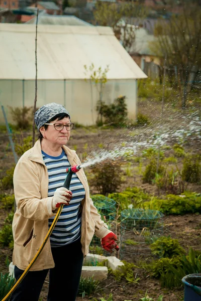 Bahçe ve insanlar kavramı - Çim bahçe hortumu tarafından püskürtücü ile sonbahar sulama mutlu kadın kıdemli