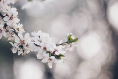 İlkbaharda çiçek açan ağaçlar beyaz pembe çiçekleri kapatır yapraklar büyür doğanın yeniden canlanması için dallar.