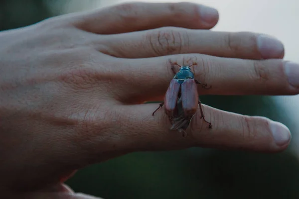 Ollonborre Kvinnlig Finger Mjuk Grön Bakgrund Maj Beetle Melolontha Melolontha — Stockfoto