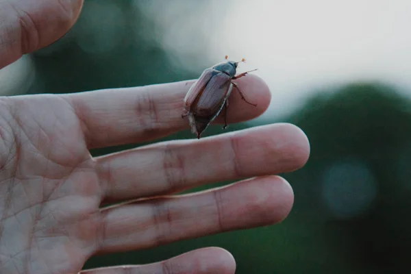 女性の指 柔らかい緑の背景に Cockchafer 月カブトムシ Melolontha Melolontha 側面ビュー Hruscha — ストック写真